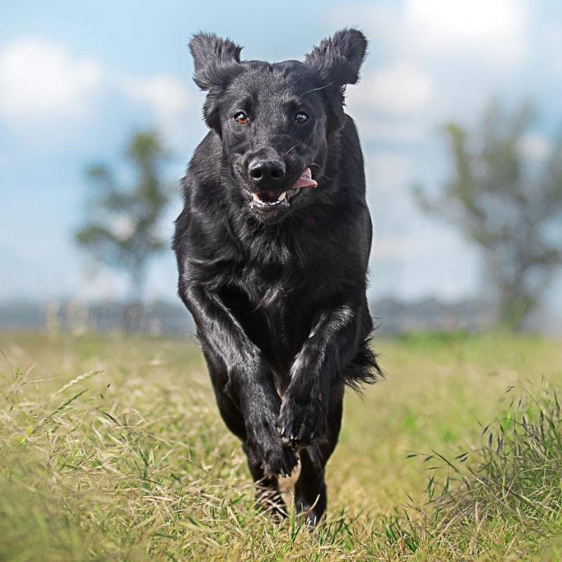 Hundeschule in Wien und Niederösterreich zum Trainieren Ihres Hundes