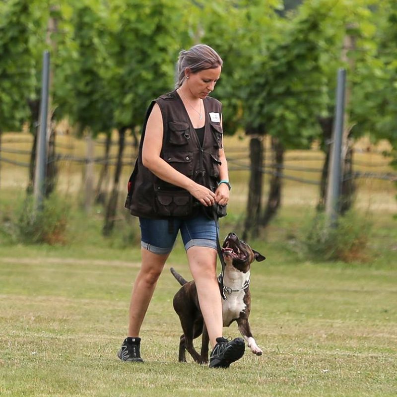 Michaela Heininger * Mobile Hundeschule * Hund trainieren in Wien/Niederösterreich