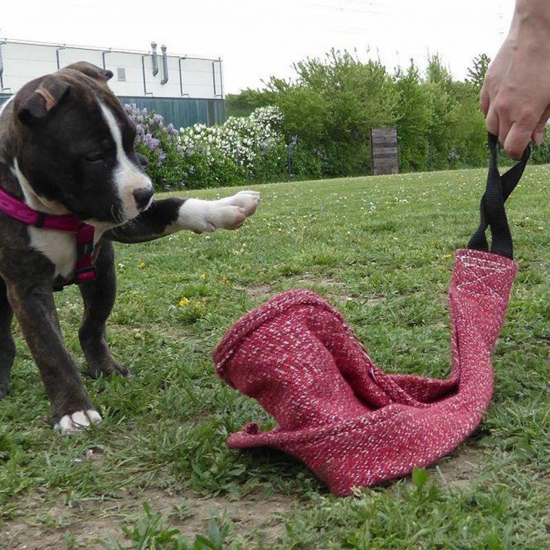 Welpentraining und Vorbereitung auf Hundeprüfungen Welpentraining und Vorbereitung auf Hundeprüfungen