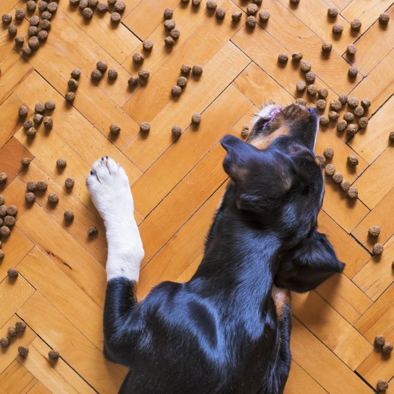 Zertifizierte Hundetrainerin Michaela Heininger berät zur richtigen Hundeernährung